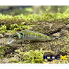Wobler ILLEX Tricoroll 43 SHW - UV Secret Tennessee Wobler ILLEX Tricoroll 43 SHW - UV Secret Tennessee