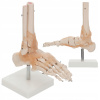 ČLENOK S VÄZMI ANATOMICKÝ 3D MODEL STAVBA ĽUDSKEJ NOHY 1:1 ČLENOK S VÄZMI ANATOMICKÝ 3D MODEL STAVBA ĽUDSKEJ NOHY 1:1