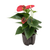 Anthurium Anthurium
