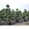 Bulvár Cypress vytvorený na bonsai 60-80 cm (Bulvár Cypress vytvorený na bonsai 60-80 cm) Bulvár Cypress vytvorený na bonsai 60-80 cm (Bulvár Cypress vytvorený na bonsai 60-80 cm)