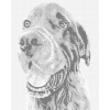 ZUTY Bodkovanie - KRÁSNY HNEDÝ SETER Rámovanie: vypnuté plátno na rám, Rozmer: 80x100 cm ZUTY Bodkovanie - KRÁSNY HNEDÝ SETER Rámovanie: vypnuté plátno na rám, Rozmer: 80x100 cm