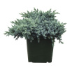 Modrá borievka šupinatá FloraSelf Juniperus squamata 'Blue Star' 25-30 cm kvetináč 3,7 l Modrá borievka šupinatá FloraSelf Juniperus squamata 'Blue Star' 25-30 cm kvetináč 3,7 l