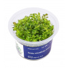 Aqua Art Rotala rotundifolia Green - In Vitro (Aqua Art) Aqua Art Rotala rotundifolia Green - In Vitro (Aqua Art)