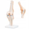 KOLENO KĹB KOLENA POHYBLIVÝ ANATOMICKÝ MODEL 1:1 ČLOVEKA PRESNÝ 3D KOLENO KĹB KOLENA POHYBLIVÝ ANATOMICKÝ MODEL 1:1 ČLOVEKA PRESNÝ 3D