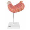 Žalúdok, 2 časti (Anatomické modely) Žalúdok, 2 časti (Anatomické modely)