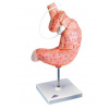 Model žalúdočného pruhu (Anatomické modely) Model žalúdočného pruhu (Anatomické modely)
