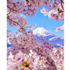 Norimpex Diamantové maľovanie Hora Fudži na jar 40x30cm Norimpex Diamantové maľovanie Hora Fudži na jar 40x30cm