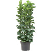 Ficus lyrata bambino 38x160 cm Ficus lyrata bambino 38x160 cm