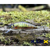 Wobler ILLEX Tricoroll 47 HW - RT Spawning Vairon Wobler ILLEX Tricoroll 47 HW - RT Spawning Vairon