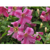 Clematis sadenica v balote Clematis sadenica v balote