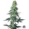 Sensi Seeds Cannabis Seeds Amnesia White Regular od White Label, 10 ks Sensi Seeds Cannabis Seeds Amnesia White Regular od White Label, 10 ks