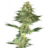 Sensi Seeds Cannabis Seeds Banana Kush Feminized by White Label, 3-10 ks 10 ks Sensi Seeds Cannabis Seeds Banana Kush Feminized by White Label, 3-10 ks 10 ks