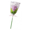 Mallow Tulip 25g Lollipop Fialový tulipán Mallow Tulip 25g Lollipop Fialový tulipán