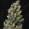 T.H.Seeds™ Cannabis Seeds Kushage™, rôzne balenia, bežné 5+1 pcs T.H.Seeds™ Cannabis Seeds Kushage™, rôzne balenia, bežné 5+1 pcs