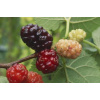 MORUS NIGRA ´BZENECKÁ´ (Moruša čierna ) MORUS NIGRA ´BZENECKÁ´ (Moruša čierna )