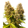 Sensi Seeds Cannabis Seeds Banana Kush Cake Automatic Feminized, 3-10 ks 5 ks Sensi Seeds Cannabis Seeds Banana Kush Cake Automatic Feminized, 3-10 ks 5 ks
