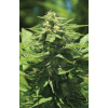 Humboldt S.O. Trainwreck Auto neobsahuje THC nan Humboldt S.O. Trainwreck Auto neobsahuje THC nan