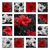 BRW-POPPY-9010-a-P (Panel) BRW-POPPY-9010-a-P (Panel)