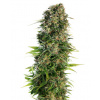 Sensi Seeds Hindu Kush neobsahuje THC 10 ks Sensi Seeds Hindu Kush neobsahuje THC 10 ks