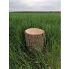 Trhové stoličky sedadla Oak Wood 35 cm (Trhové stoličky sedadla Oak Wood 35 cm) Trhové stoličky sedadla Oak Wood 35 cm (Trhové stoličky sedadla Oak Wood 35 cm)