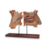 Model nosa a čuchového orgánu, 4-násobná životná veľkosť (Anatomické modely) Model nosa a čuchového orgánu, 4-násobná životná veľkosť (Anatomické modely)