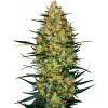 Sensi Seeds Cannabis Seeds Caramellow Kush Automatic Feminized, 3-10 ks 5 ks Sensi Seeds Cannabis Seeds Caramellow Kush Automatic Feminized, 3-10 ks 5 ks