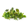 Smart Garden Mix Talianských bylín 3-pack PCW-079 Smart Garden Mix Talianských bylín 3-pack PCW-079