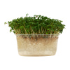 Metro Chef Microgreens Žerucha siata Metro Chef Microgreens Žerucha siata