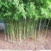Bambus Aurea 130-160cm Bambus Aurea 130-160cm