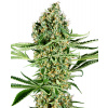 Sensi Seeds Feminizované semená kanabisu Critical Runtz, 3-10 ks 10 ks Sensi Seeds Feminizované semená kanabisu Critical Runtz, 3-10 ks 10 ks
