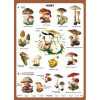 Náučná tabuľa Huby Náučná tabuľa Huby