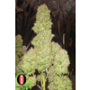 Serious Seeds White Russian 100% neobsahuje THC 6 semen Serious Seeds White Russian 100% neobsahuje THC 6 semen