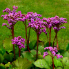 Bergénia srdcovitolistá´ROTBLUM´, v črepníku K9 Bergenia cordifolia Bergénia srdcovitolistá´ROTBLUM´, v črepníku K9 Bergenia cordifolia