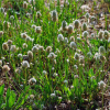 Skorocel Minutina - Plantago coronopus - semená - 500 ks Skorocel Minutina - Plantago coronopus - semená - 500 ks