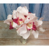 Cymbidium light pink Cymbidium light pink