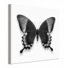 Alyson Fennell Black -Biely motýľ obraz 60x60 cm (Alyson Fennell Čiernobiely obraz motýľa 60x60 cm) Alyson Fennell Black -Biely motýľ obraz 60x60 cm (Alyson Fennell Čiernobiely obraz motýľa 60x60 cm)