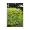 Vtáčí zob vajcovitolistý FloraSelf Ligustrum ovalifolium 'Aureum' výška 60-80 cm kvetináč 4,5 l poloopadavý Vtáčí zob vajcovitolistý FloraSelf Ligustrum ovalifolium 'Aureum' výška 60-80 cm kvetináč 4,5 l poloopadavý