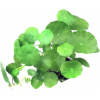Dennerle Plants Hydrocotyle verticillata - 1 ks Dennerle Plants Hydrocotyle verticillata - 1 ks