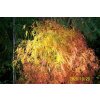 Natake Maple Beech (Natake Maple Beech) Natake Maple Beech (Natake Maple Beech)