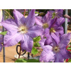 Clematis sadenica v balote Clematis sadenica v balote