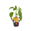 PRIESADA PAPRIKA býčí roh CORNO GIALLO LIBECCIO F1 PRIESADA PAPRIKA býčí roh CORNO GIALLO LIBECCIO F1