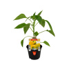 PRIESADA PAPRIKA GIALLO MOHAY F1 žltá 10cm črepník PRIESADA PAPRIKA GIALLO MOHAY F1 žltá 10cm črepník