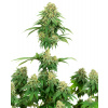 Sensi Seeds Cannabis Seeds Girl scout cookies Feminized by White Label, 3-10 ks 10 ks Sensi Seeds Cannabis Seeds Girl scout cookies Feminized by White Label, 3-10 ks 10 ks