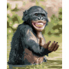 ZUTY Maľovanie podľa čísel ŠŤASTNÝ ŠIMPANZ Rámovanie bez rámu a bez vypnutia plátna Rozmer 80x100 cm ZUTY Maľovanie podľa čísel ŠŤASTNÝ ŠIMPANZ Rámovanie bez rámu a bez vypnutia plátna Rozmer 80x100 cm