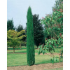 Cupressus sempervirens 'Totem' 60-80cm ( Cyprus vždyzelený 'Totem' ) Cupressus sempervirens 'Totem' 60-80cm ( Cyprus vždyzelený 'Totem' )