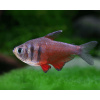 Tetra červená - Hyphessobrycon flammeus Tetra červená - Hyphessobrycon flammeus
