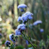 Agerát americký Blue - Ageratum houstonianum - predaj semien - 50 ks Agerát americký Blue - Ageratum houstonianum - predaj semien - 50 ks