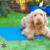 Chladiaca podložka pre psov 90 x 50 cm Chladiaca podložka pre psov 90 x 50 cm
