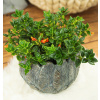 Kissk Potted Plant Nematantus zlatá ryba (Kissk Potted Plant Nematantus zlatá ryba) Kissk Potted Plant Nematantus zlatá ryba (Kissk Potted Plant Nematantus zlatá ryba)