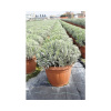 Levanduľa FloraSelf Lavendula výška 30-40 cm kvetináč Ø 30 cm Levanduľa FloraSelf Lavendula výška 30-40 cm kvetináč Ø 30 cm